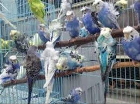 بادجي فلل شغال نورمال - اكتاف  + كورك +   كرست