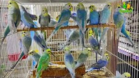 بادجي رينبو مميز