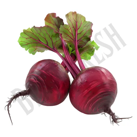 Betterave – باربة