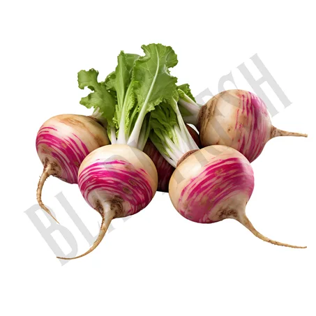 Navet blanc- اللفت الأبيض