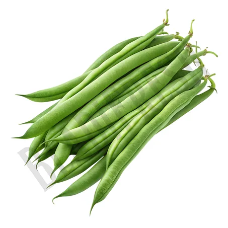 Haricot vert – لوبيا خضراء