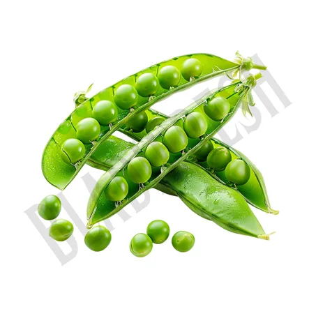 Petit pois – جلبانة