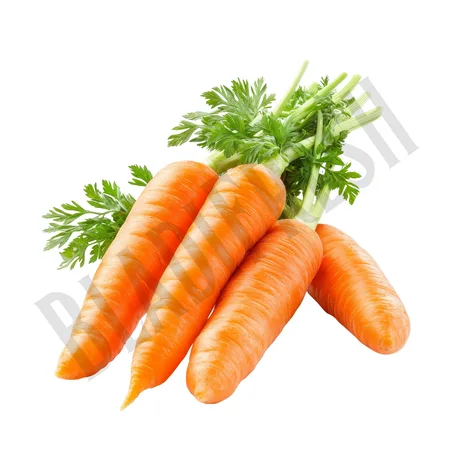 Carotte – الجزر