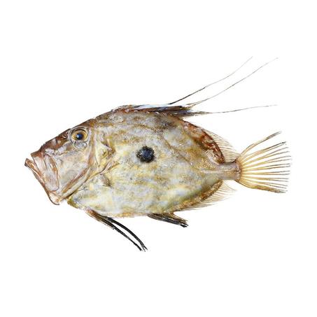 (سامبيار اصلي)SAINT PIERRE VRAI