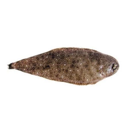 ( لسان)SOLE TIGREE