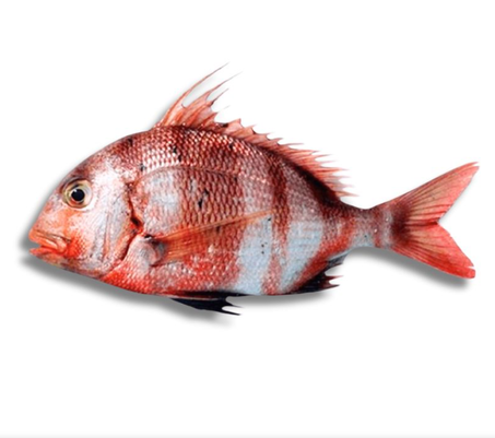 (باجو روايال)PAGEOT ROYAL G