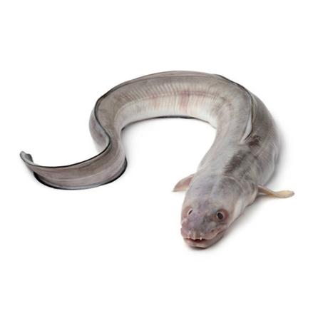 الصنور / اسيغاغ  (Congre)