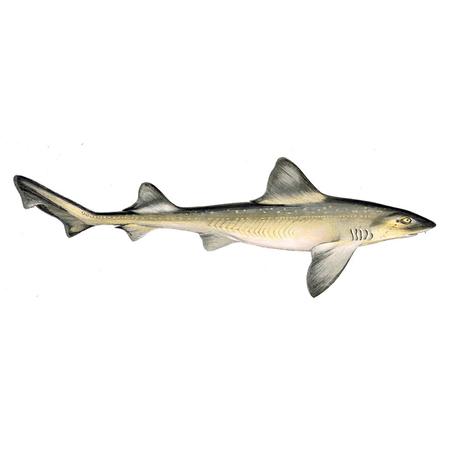 كلب البحر (Emissole)