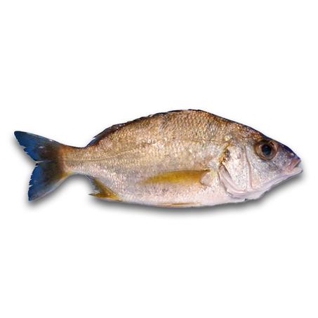 الشخار (Grondeur metis)