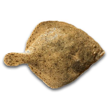 التيربو (Turbo)