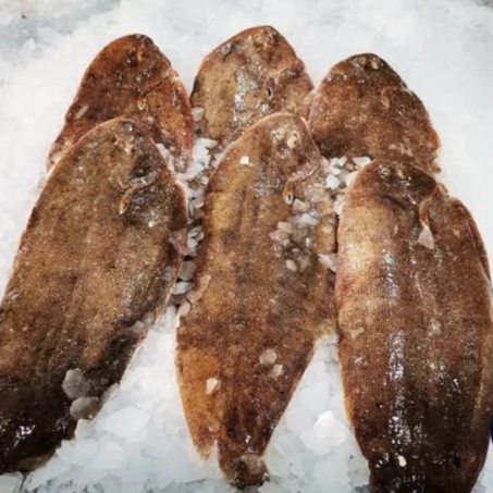 (صول بلاج )SOLE PLAGE