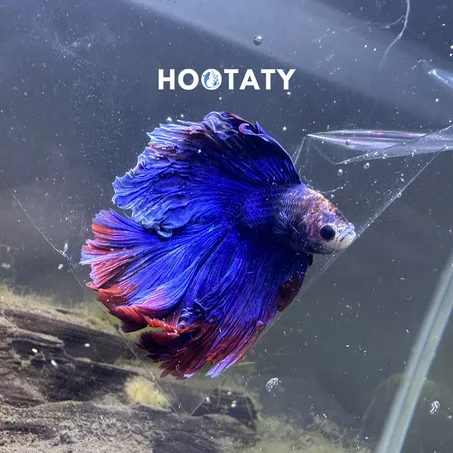 Showcase Betta