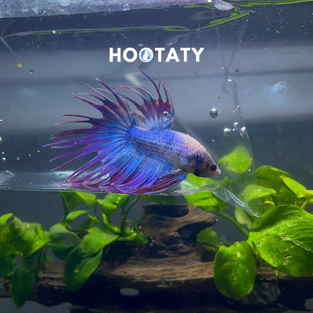 Betta