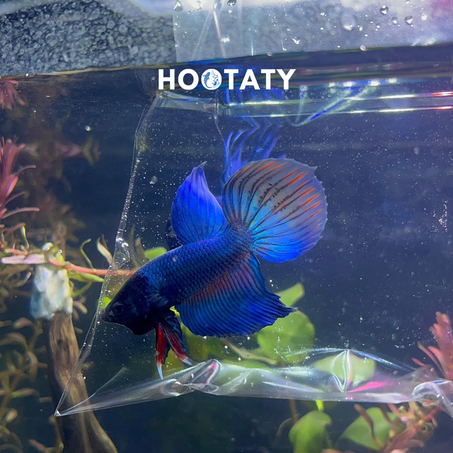 Betta Male