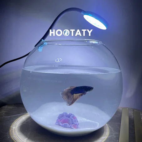 Pack Standard Hootaty 🐟