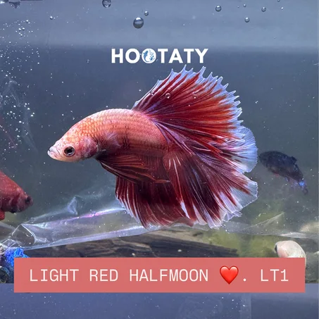 Betta Halfmoon Light RED