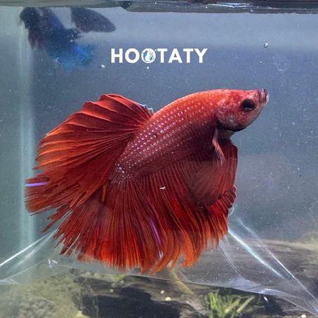 Betta Halfmoon Super Red G1