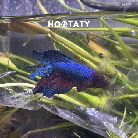 Betta Fish Super Delta Blue