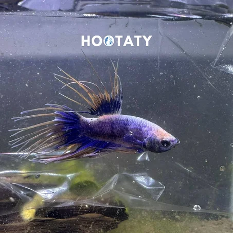 Betta Fish Crown Blue Yellow