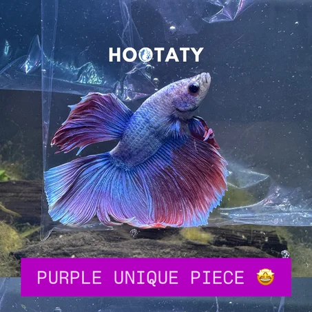 UNIQUE Betta Purple Light Blue