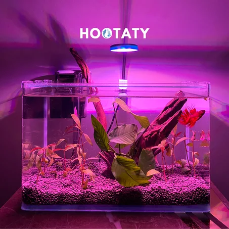 Pack Aquarium 100% Natural 🌱🪴