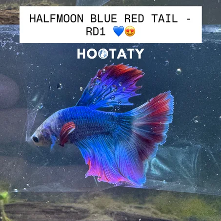 Betta Halfmoon Blue Red Tail RD1