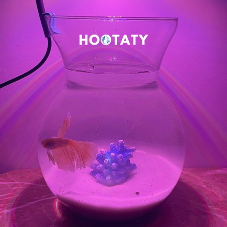 Pack Standard Hootaty 🐟