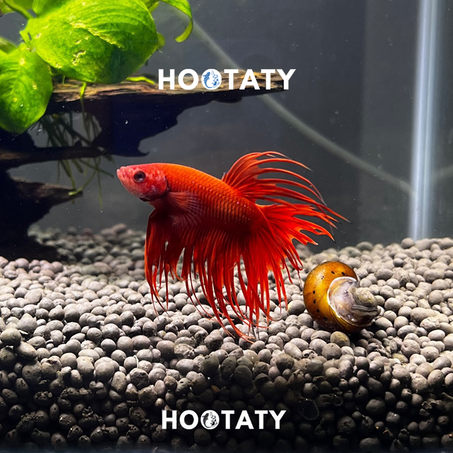 Betta Fish Male Crown