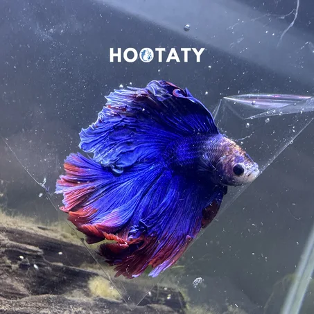 One of one UNIQUE BLUE PURPLE Halfmoon