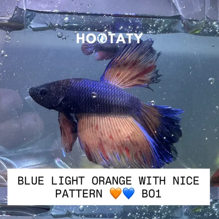 Betta Halfmoon Blue Orange Tails
