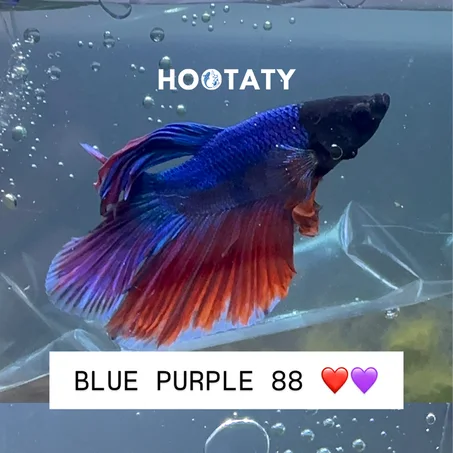 Betta Halfmoon Blue Purple 88
