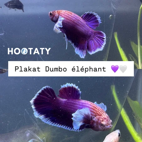Betta Plakat Dumbo Elephant Purple