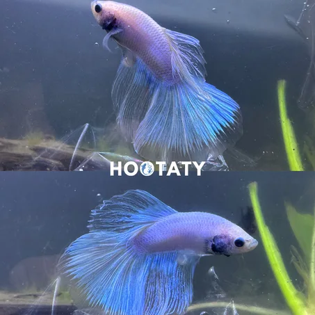 Betta Halfmoon Full White Transparent