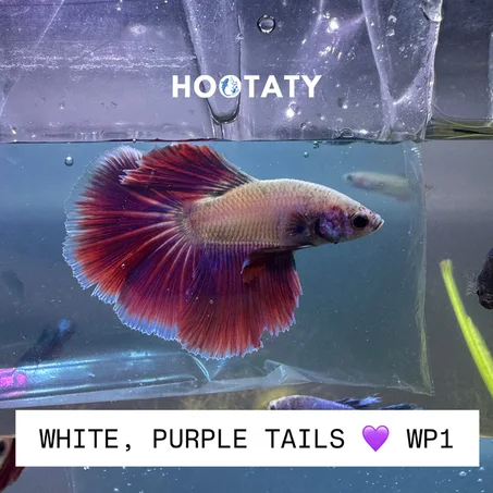 Betta Halfmoon White RED Tails