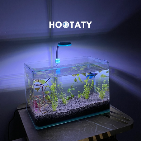 Pack Aquarium 100% Natural 🌱🪴