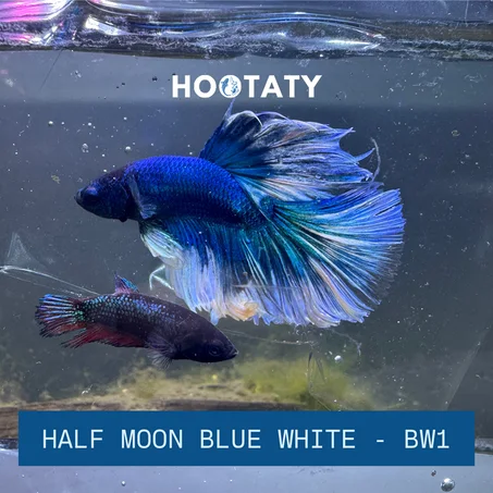 Betta Halfmoon Blue White Tails