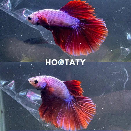 Betta HalfMoon Purple Red Tails