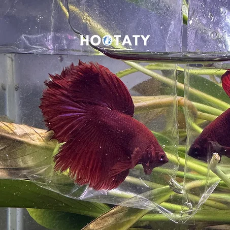 Betta Fish Halfmoon Red bb