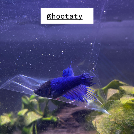 Betta Fish Female Crown