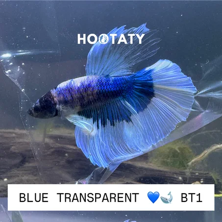 Betta Halfmoon Blue Transparent