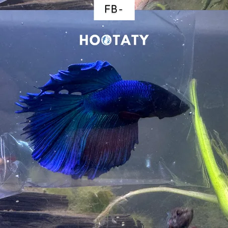 Betta Halfmoon Full Blue