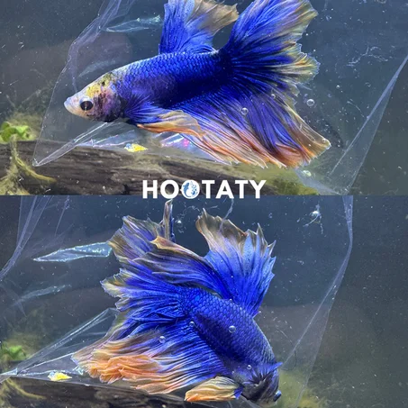 Betta Muatard Gas