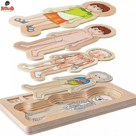 لعبة جسم الانسان