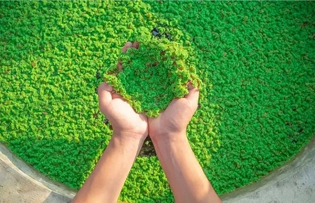 نبات الازولا المائي