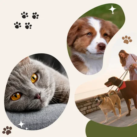 رفاهية صديقك الأليف | كل ما يحتاجه رفيقك المدلل