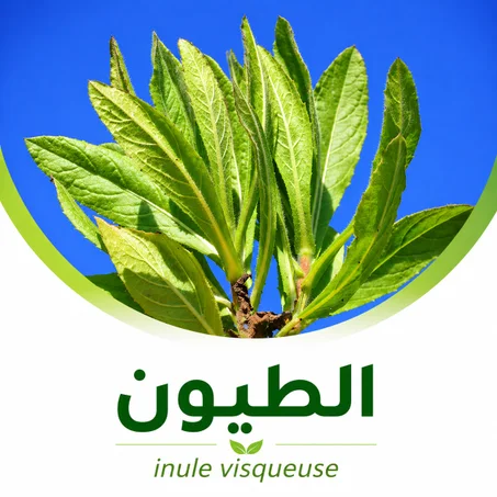 عشبة مكرمان |مقرمان| ترهلا| الطيون
