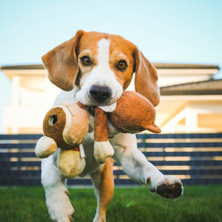 Jouets chiens