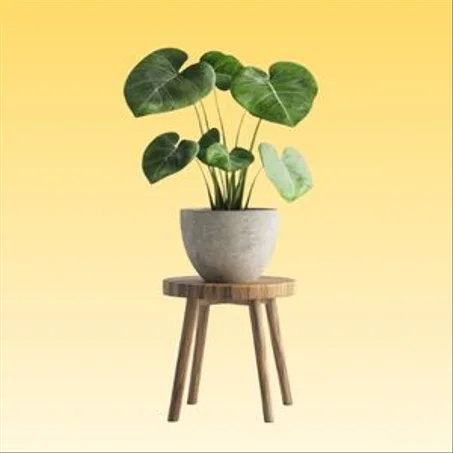 Accessoires De Maison