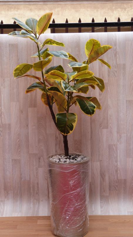 🌺 VASES & FLEURS & Mur Vegetal