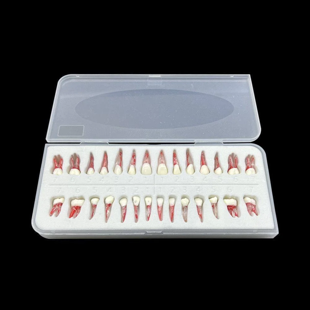 Endodontic Practice Teeth